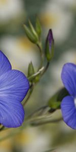 Flowers,Violet,Plants