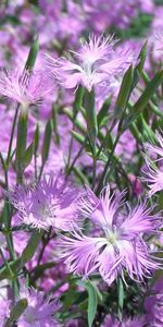 Flowers,Violet,Plants