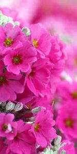 Flowers,Violet,Plants