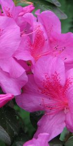 Flowers,Violet,Plants