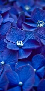 Flowers,Violet,Plants