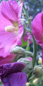 Flowers,Violet,Plants