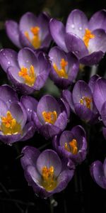 Perce Neige,Mauve,Fleurs,Source,Printemps