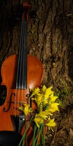 Flowers,Violin,Musical Instrument,Music