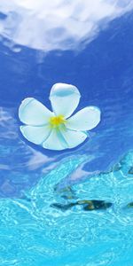 Flowers,Water,Background