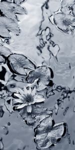 Fleurs,Eau,Contexte