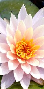 Flowers,Water,Drops,Flower,Close Up,Leaves,Water Lily