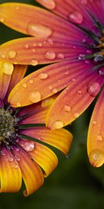 Drops,Fleur,Macro,Pétales,Fleurs,Eau