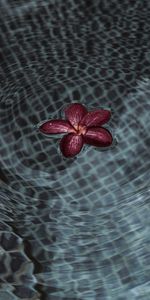 Flowers,Water,Flower,Ripples,Ripple,Petals