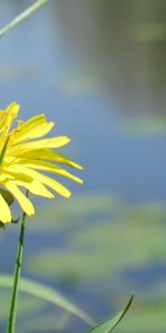 Herbe,Fleur,Eau,Étang,Pissenlit,Fleurs