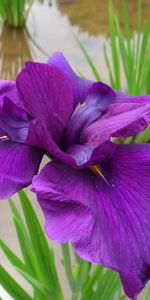 Flowers,Water,Iris,Bright,Close Up,Flower