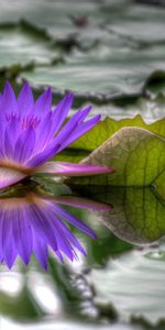 Flowers,Water,Leaves,Bud,Loose,Dissolved,Water Lily