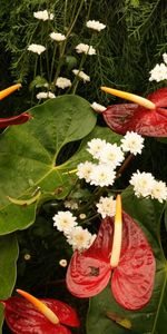 Flowers,Water,Leaves,Chrysanthemum,Needles,Anthurium,Drops