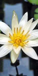 Flowers,Water,Leaves,Close Up,Water Lily