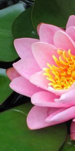 Flowers,Water,Leaves,Close Up,Water Lily