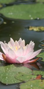 Flowers,Water,Leaves,Drops,Glare,Swamp,Water Lily