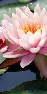 Flowers,Water,Leaves,Drops,Swamp,Water Lilies,Close Up