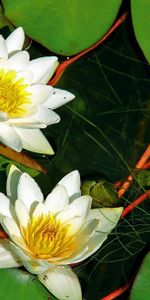 Flowers,Water,Leaves,Greens,Snow White,Water Lilies,Pair,Couple