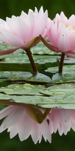 Flores,Agua,Hojas,Lirios,Drops,Reflexión,Liso,Nenúfares,Superficie