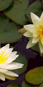 Flowers,Water,Leaves,Pair,Pond,Couple,Water Lily