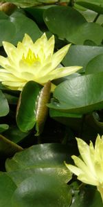 Flowers,Water,Leaves,Pond,Water Lilies