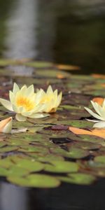 Flowers,Water,Leaves,Reflection,Water Lilies,Glare