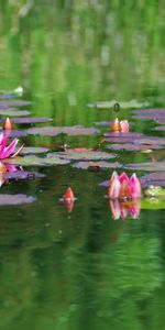 Flowers,Water,Leaves,Surface,Greens,Pond,Water Lilies,Smooth