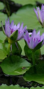 Feuilles,Fleurs,Marais,Nénuphars,Eau