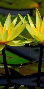 Flowers,Water,Leaves,Water Lilies,Glare,Close Up