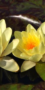 Flowers,Water,Leaves,Water Lilies,Reflection,Pair,Drops,Couple