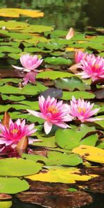 Flowers,Water,Leaves,Water Lilies,Sunny