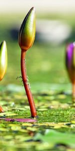 Flowers,Water Lilies,Plant