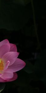 Flowers,Water,Lotus,Leaves,Night