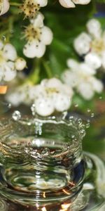 Flowers,Water,Macro,Drops