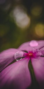 Flores,Agua,Drops,Flor,Macro,Pétalos