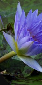 Flowers,Water,Pair,Leaves,Water Lilies,Couple