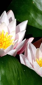 Flowers,Water,Pair,Leaves,Water Lilies,Couple,Sunny