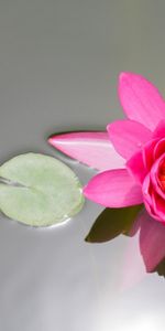 Flowers,Water,Pink,Surface,Smooth,Water Lily