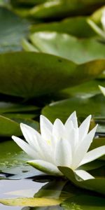 Flowers,Water,Pond,Snow White,Water Lilies,Leaves