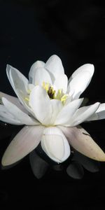 Flowers,Water,Reflection,Night,Water Lily