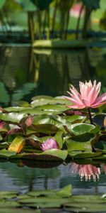 Flowers,Water,Reflection,Pond,Leaves,Water Lilies