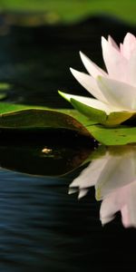 Flowers,Water,Reflection,Smooth,Leaves,Surface,Water Lily