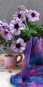 Flowers,Water,Scarf,Watering Can,Calibrachoa,Calirohoa,Petals,Bottle