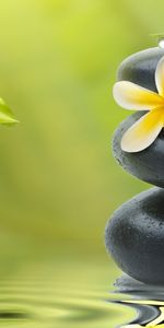 Flowers,Water,Stones,Drops,Plants,Background