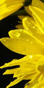 Flowers,Water,Sun,Chrysanthemum,Macro,Drops