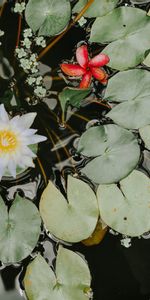 Planter,Nénuphars,Fleur,Eau,Plante,Fleurs