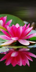 Flowers,Water,Water Lilies,Pair,Smooth,Surface,Close Up,Couple