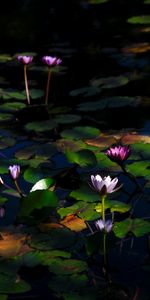 Flowers,Water,Water Lilies,Plants