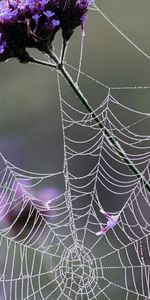 Flowers,Web,Macro,Grid