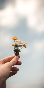 Flowers,Wildflowers,Hand